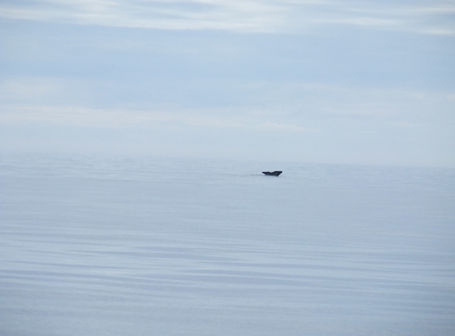 92 Diving Whale.JPG - Gone!